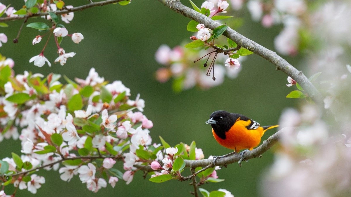 A brilliant Baltimore Oriole perches among branches covered in pink blossoms.